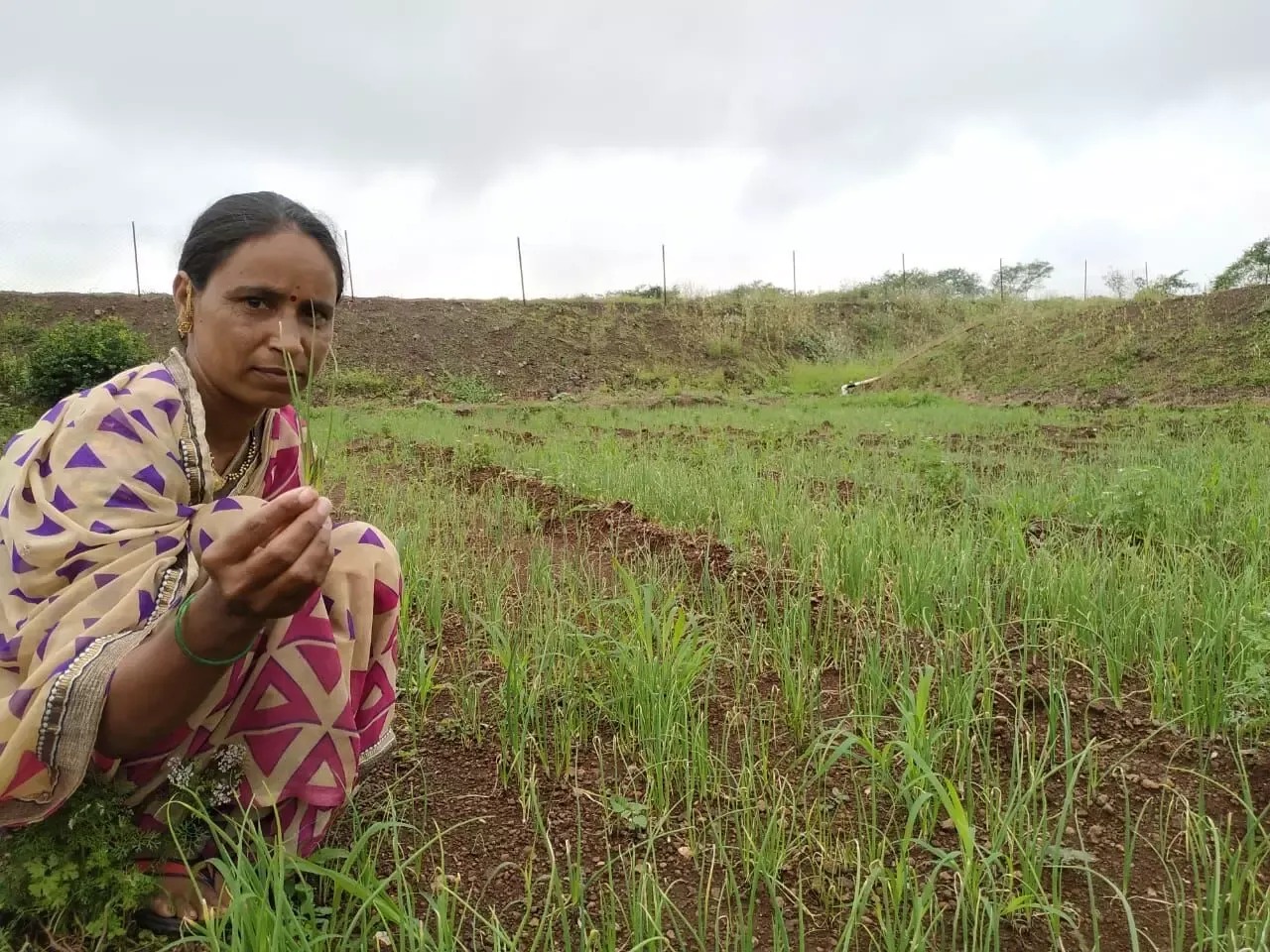 340563 onion nursery