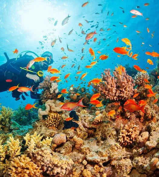 Scuba Diving in Havelock 2