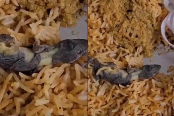 Online Order Lizard In Birayani