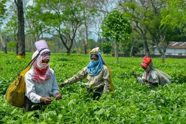 Crisis In The Tea Industry: उत्तर भारत में चाय उद्योग पर संकट, खराब मौसम के कारण उत्पादन में भारी गिरावट