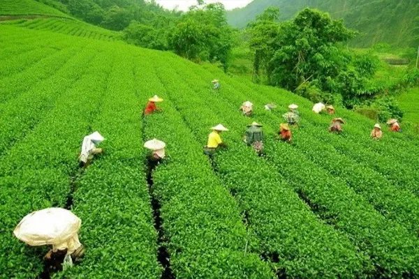 Crisis In The Tea Industry: उत्तर भारत में चाय उद्योग पर संकट, खराब मौसम के कारण उत्पादन में भारी गिरावट