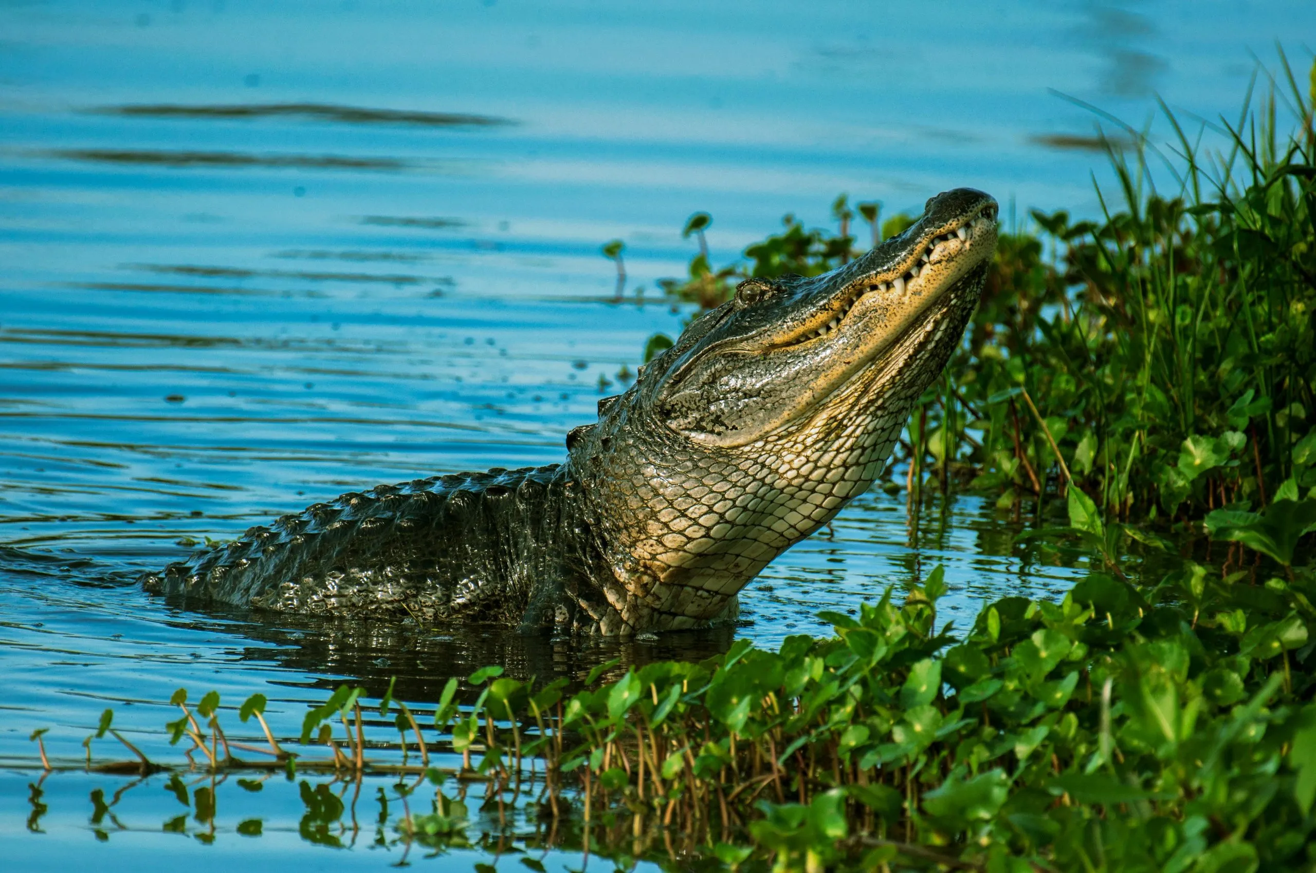 Crocodile spotted in Bijnor