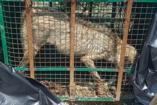 भेड़ियों को पकड़ने के लिए वन विभाग ने जाल बिछाया, तलाशी अभियान जारी 2 up2 6