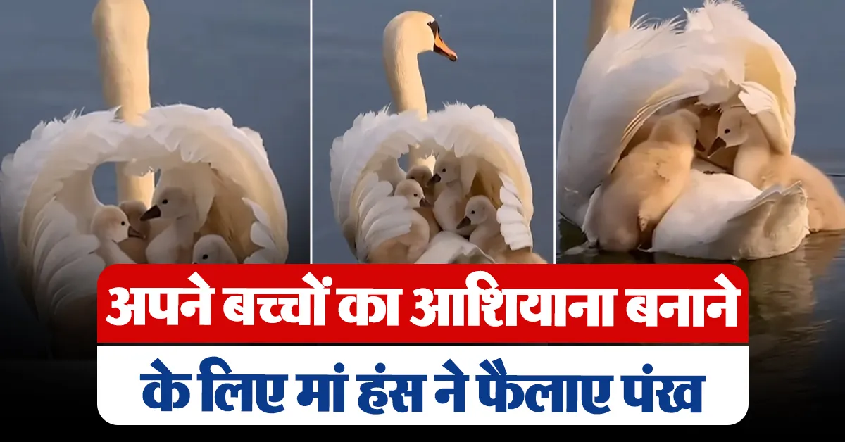 Mother spreaded wings