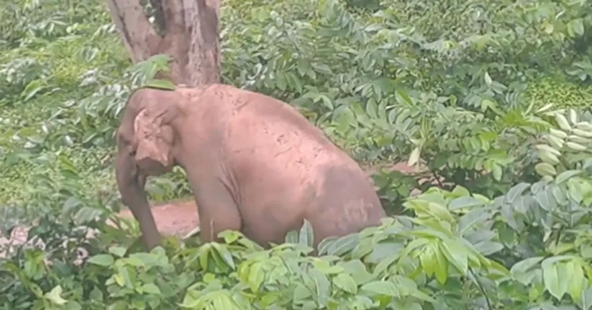 Cow Elephant