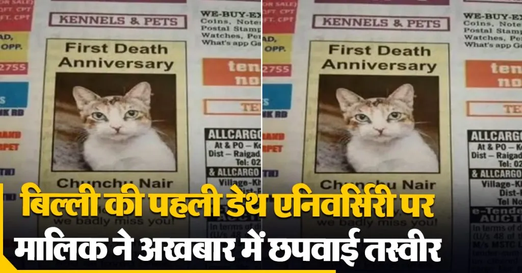 Cat Death Anniversary Photo In Newspaper