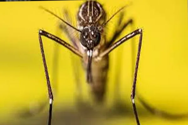 Pakistan मामलों में खतरनाक वृद्धि के बीच रावलपिंडी ने डेंगू आपातकाल की घोषणा की 2 dengu 0