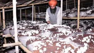 मशरूम की खेती से उधमपुर के किसानों को बड़ी सफलता, 2,500 क्विंटल उत्पादन