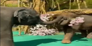 इस हाथी से सीखिए गर्लफ्रेंड को प्रपोज करने का तरीका, वीडियो देखकर दिल हो जाएगा खुश