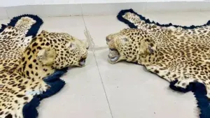 वन्यजीव तस्करी पर DRI की बड़ी कार्रवाई, तेंदुए की खाल जब्त