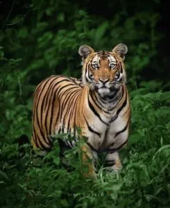 Tiger Reserves of Madhya Pradesh: मध्य प्रदेश के टाइगर रिजर्व