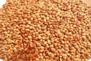 Horse Gram: आयुर्वेद की प्राचीन औषधि, जो सेहत के लिए वरदान
