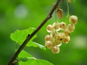 इस फल के सेवन से आपकी इम्यूनिटी होगी मजबूत