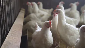 Karnataka में Bird Flu रोकने के लिए 350 मुर्गियों को मारने का आदेश
