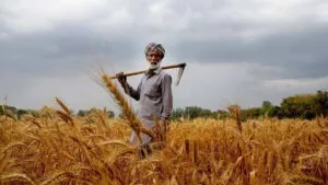 केंद्र सरकार ने बढ़ाया 14 खरीफ फसलों का MSP, जानें कितना बढ़ा MSP
