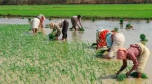 हरियाणा : मौसम बदलाव के बीच किसानों को बोआई की सलाह