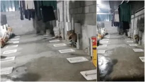 Viral Video: चीन के अनोखे टॉयलेट सेटअप को देख लोगो की छूटी हंसी, यहां देखें वायरल वीडियो