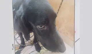 Bengaluru Dog Murder