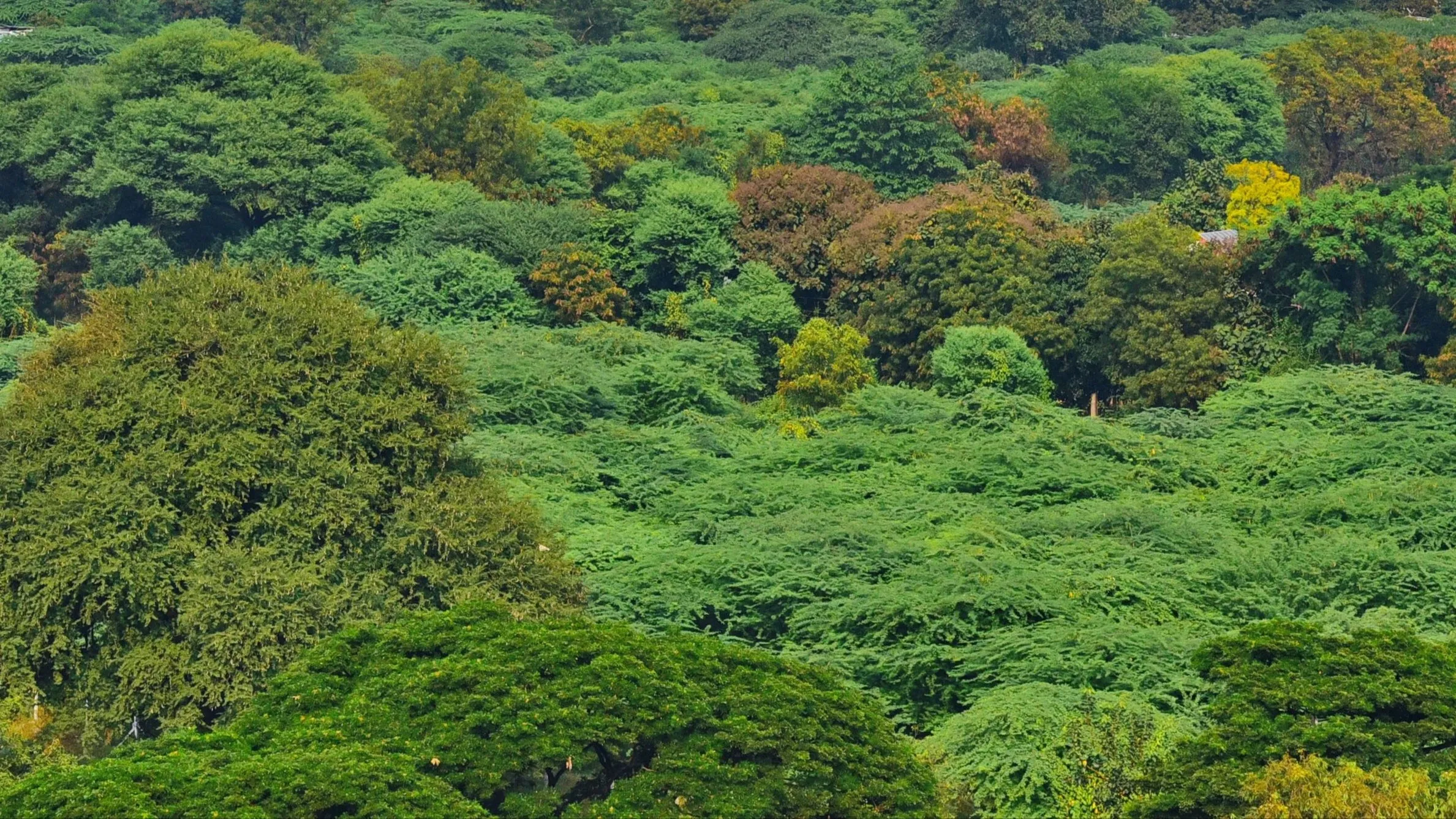 Forest Area