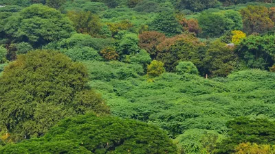 Forest Area