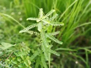 Health: भूमि आंवला के सेवन से निखरेगी त्वचा की रंगत, बाल भी बनेंगे काले और घनें, जानें फायदे