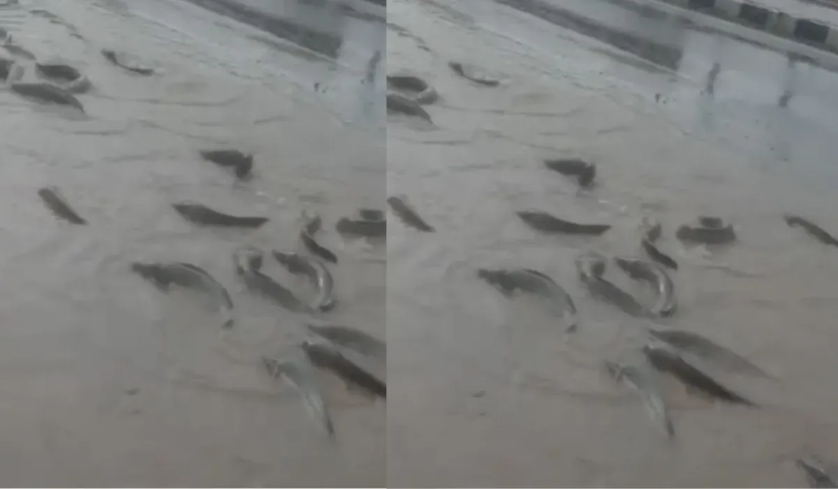 Fishes on Road