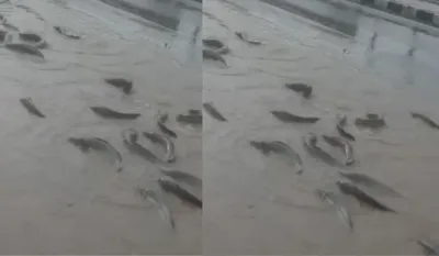 Fishes on Road