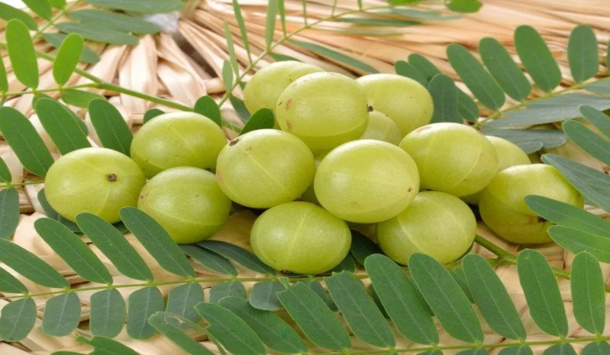 Gooseberry Benefits