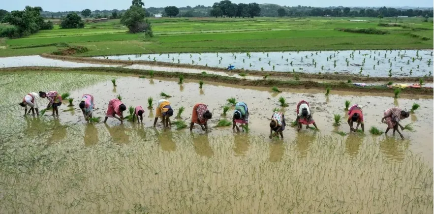 Kharif Crops
