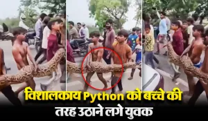 Viral Video: विशालकाय Python को बच्चे की तरह उठाकर युवकों ने निकली रैली, Video देखकर दंग रह जाएंगे