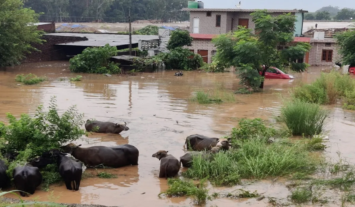 Rajouri Flood