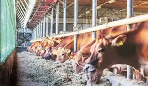 गुजरात में महिलाओं के नेतृत्व वाली डेयरी सहकारी समितियों में 21% की वृद्धि, राजस्व 9,000 करोड़ रुपये से अधिक