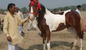 भारत ने मेरठ के आरवीसी सेंटर में पहला अंतरराष्ट्रीय स्तर पर मान्यता प्राप्त अश्व रोग मुक्त कम्पार्टमेंट स्थापित किया