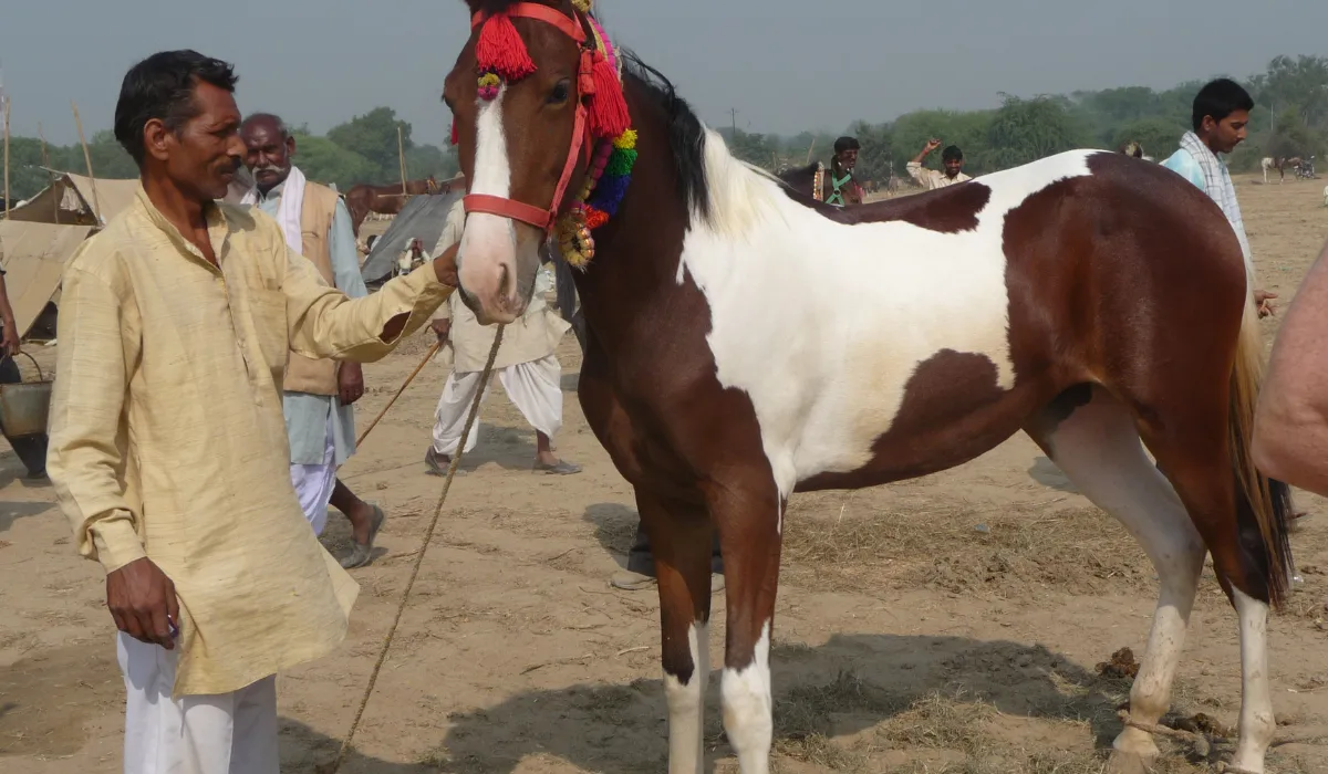 भारत ने मेरठ के आरवीसी सेंटर में पहला अंतरराष्ट्रीय स्तर पर मान्यता प्राप्त अश्व रोग मुक्त कम्पार्टमेंट स्थापित किया