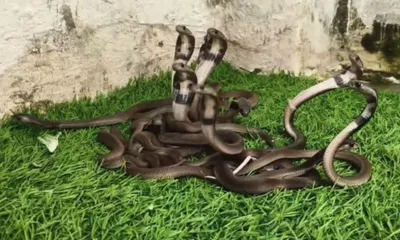 Cobra