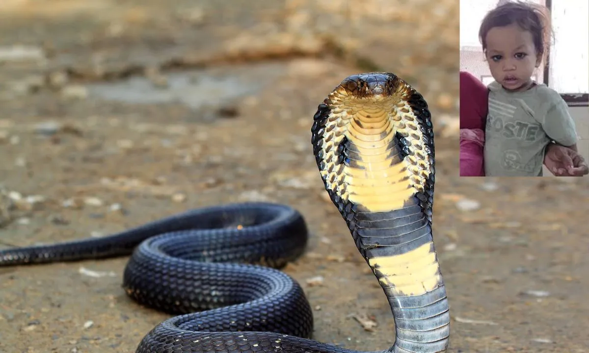 COBRA