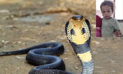 COBRA