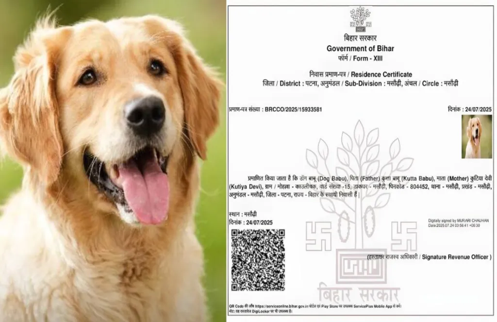 Viral Dog Babu certificate