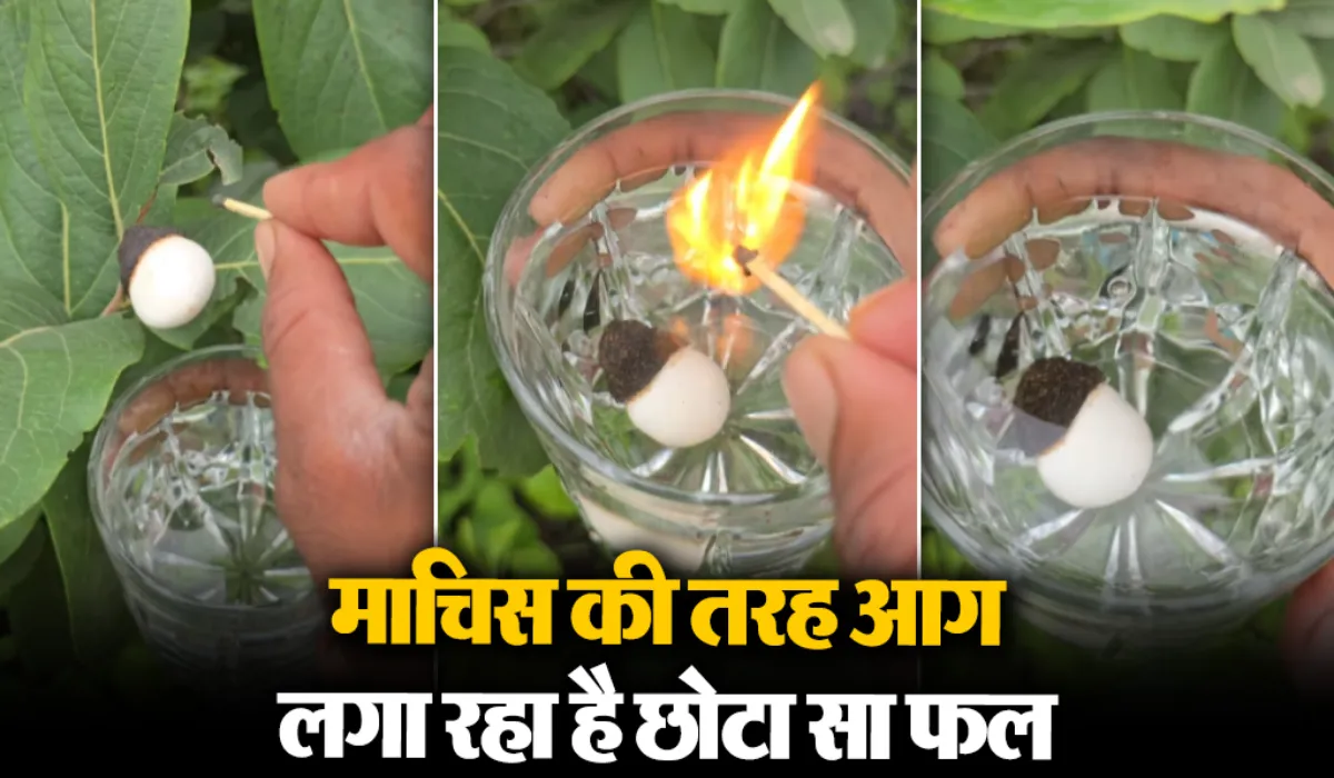 Viral Video of lighter fruit