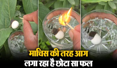 Viral Video of lighter fruit