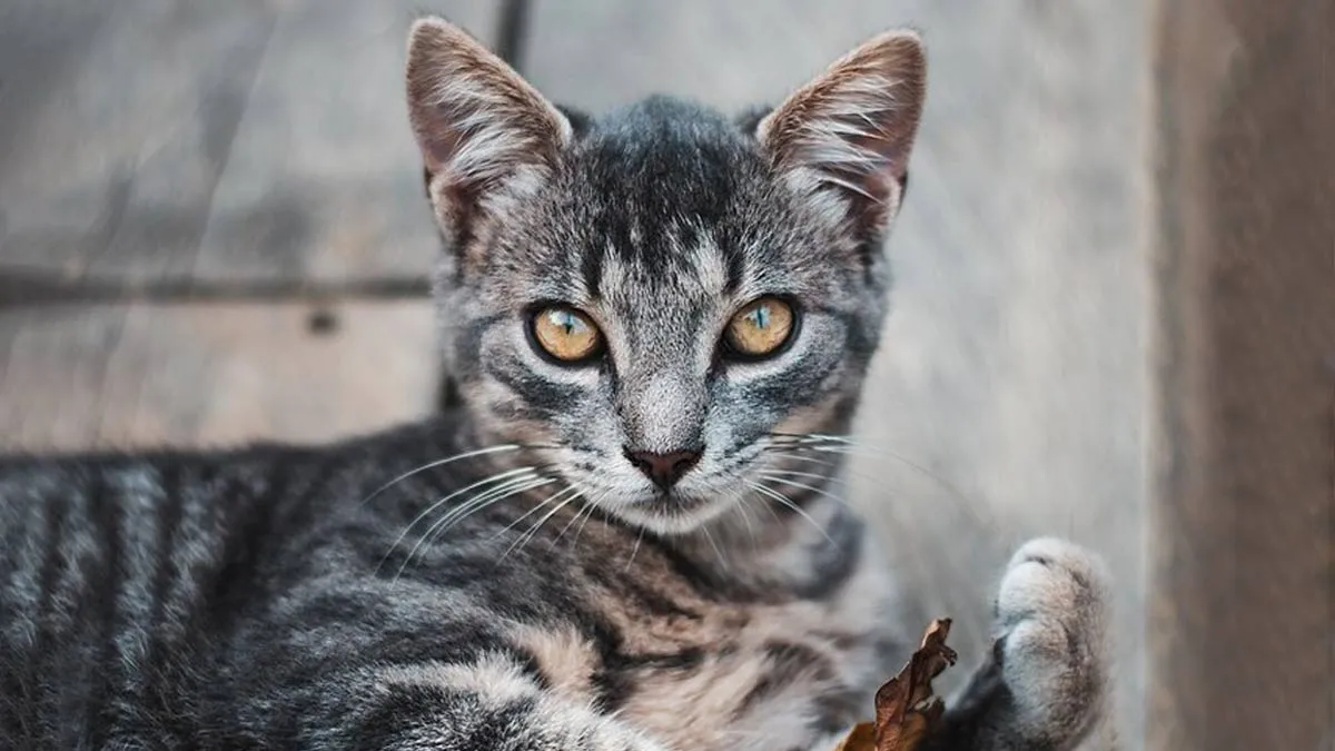 Sapne Me Billi Dekhna कितना सही?