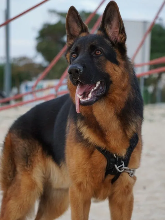 Dangerous Dog Breeds: दुनिया के 8 सबसे खतरनाक डॉग ब्रीड्स