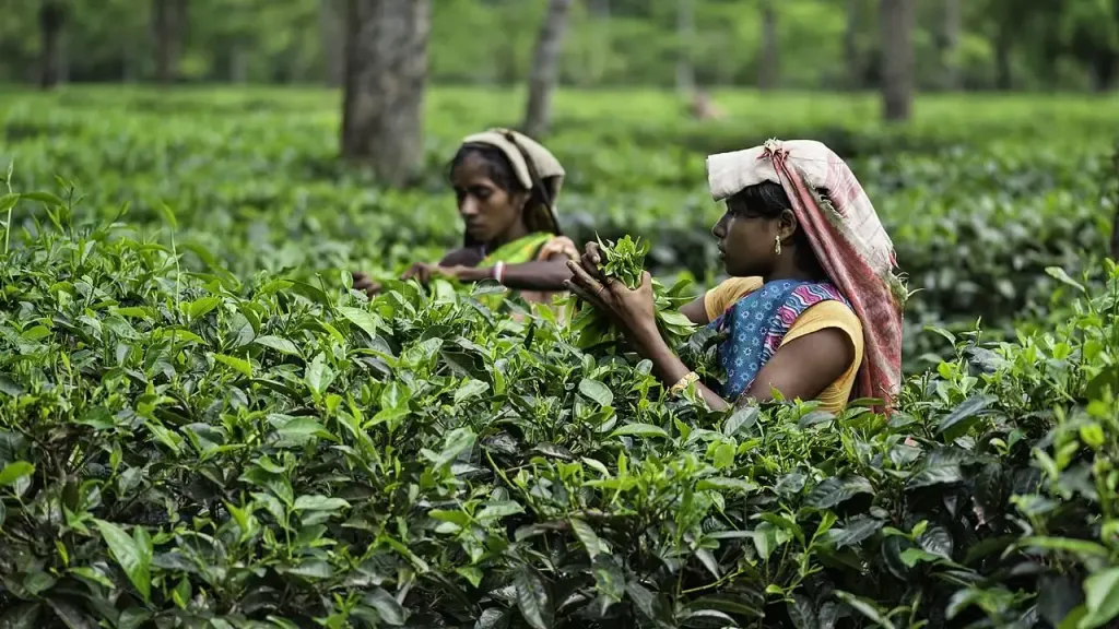 India Tea Export