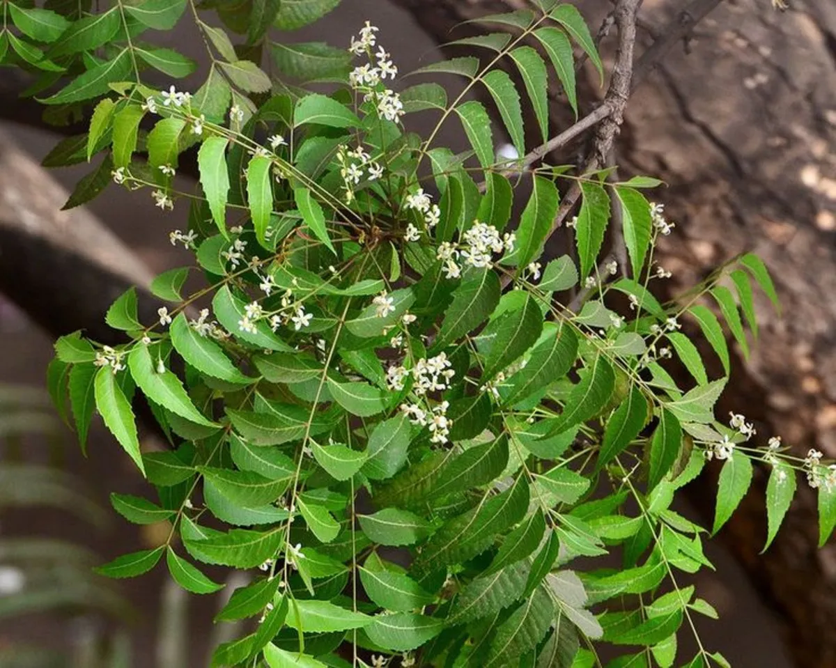 Neem Benefits