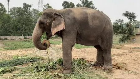 Madhuri Elephant Return
