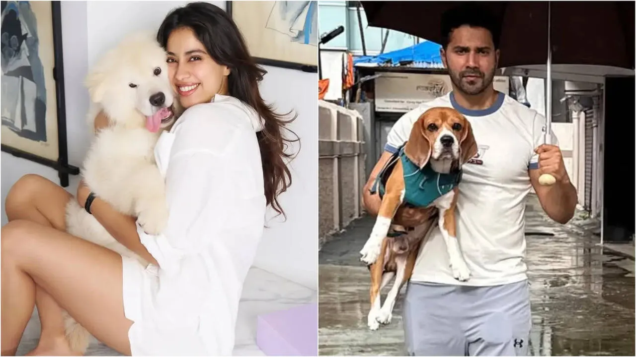 Celebs on Stray Dogs