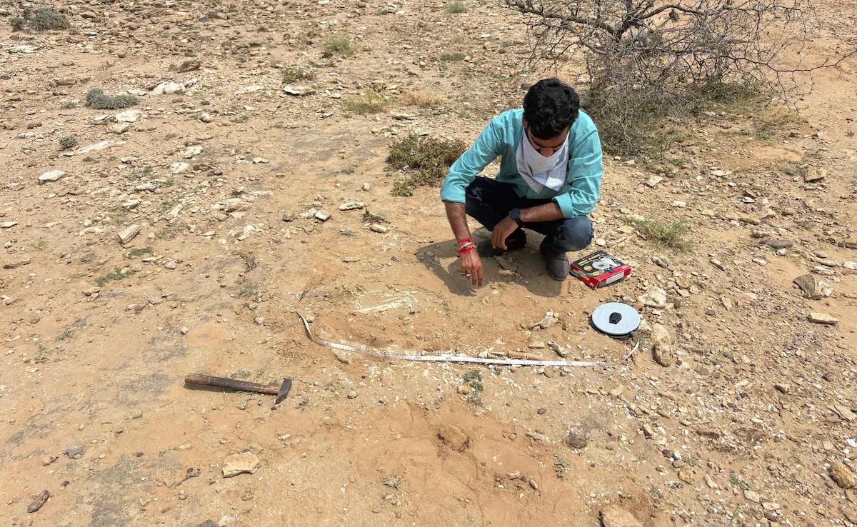 Jaisalmer Phytosaur Fossil