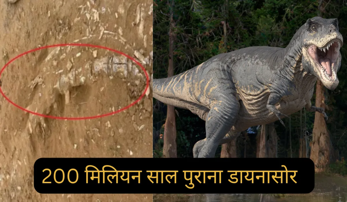 Jaisalmer Phytosaur Fossil