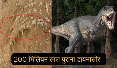 Jaisalmer Phytosaur Fossil