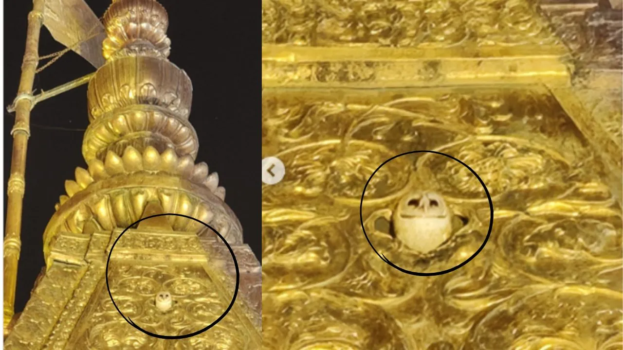 Kashi Vishwanath Temple White Owl